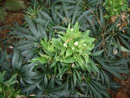 Image result for Helleborus foetidus