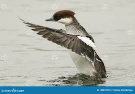 Attēlu rezultāti vaicājumam “Mergus albellus”