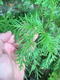 Attēlu rezultāti vaicājumam “Thuja occidentalis leaf”