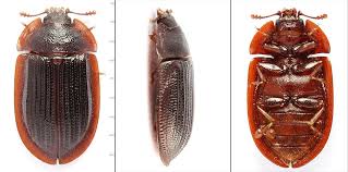 Attēlu rezultāti vaicājumam “Ostoma ferruginea”