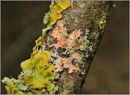 Attēlu rezultāti vaicājumam “Erythricium aurantiacum”