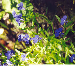 Attēlu rezultāti vaicājumam “Lobelia erinus”