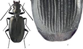 Attēlu rezultāti vaicājumam “Bembidion sp.”