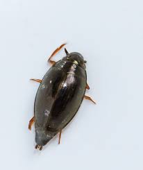 Attēlu rezultāti vaicājumam “Gyrinidae”