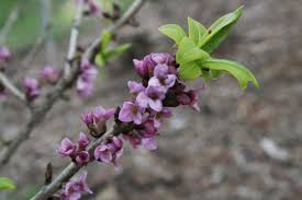 Attēlu rezultāti vaicājumam “Daphne mezereum flower”