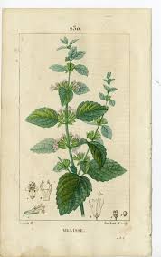 Image result for Melisse