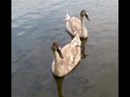 Attēlu rezultāti vaicājumam “Cygnus olor adult”