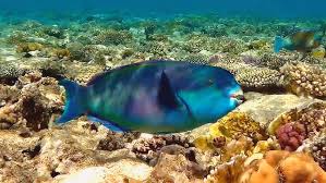 Image result for Chlorurus gibbus