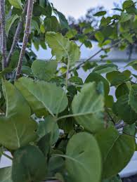 Attēlu rezultāti vaicājumam “Syringa reticulata subsp. amurensis leaf”