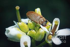 Attēlu rezultāti vaicājumam “Byturus ochraceus”