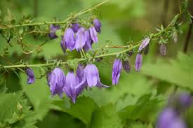 Attēlu rezultāti vaicājumam “Centaurea scabiosa bud”