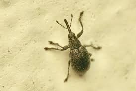 Attēlu rezultāti vaicājumam “Rhopalus maculatus imago”