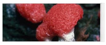 Attēlu rezultāti vaicājumam “Tubifera montana”