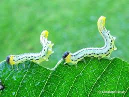 Attēlu rezultāti vaicājumam “Nematus salicis”