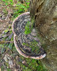Attēlu rezultāti vaicājumam “Fomitopsis pinicola”