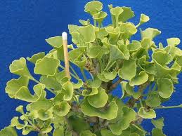 Attēlu rezultāti vaicājumam “Ginkgo biloba female flower”