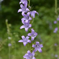 Image result for Campanula rapunculus