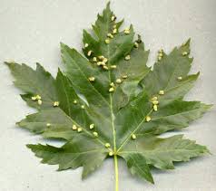 Attēlu rezultāti vaicājumam “Vasates quadripedes”