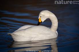 Attēlu rezultāti vaicājumam “Cygnus columbianus”