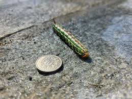 Attēlu rezultāti vaicājumam “Sphinx pinastri”