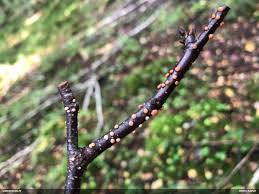 Attēlu rezultāti vaicājumam “Nectria peziza”