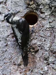 Attēlu rezultāti vaicājumam “Picoides tridactylus”