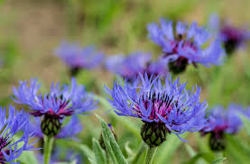Attēlu rezultāti vaicājumam “Centaurea”