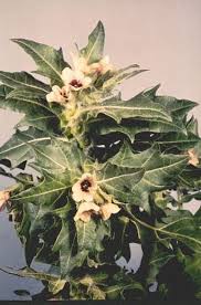 Image result for bilsenkraut