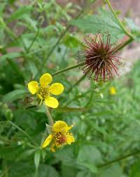 Attēlu rezultāti vaicājumam “Geum urbanum flower”