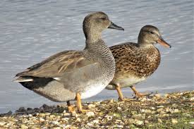 Attēlu rezultāti vaicājumam “Anas strepera female”