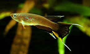 Image result for Aphyosemion