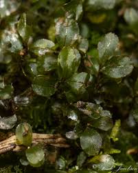 Attēlu rezultāti vaicājumam “Rhizomnium punctatum sporophyte”