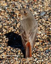 Attēlu rezultāti vaicājumam “Phoenicurus ochruros”