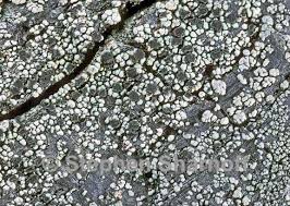 Attēlu rezultāti vaicājumam “Trapeliopsis flexuosa”