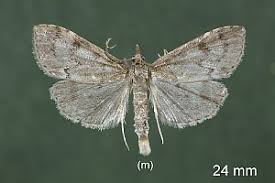 Attēlu rezultāti vaicājumam “Udea prunalis”