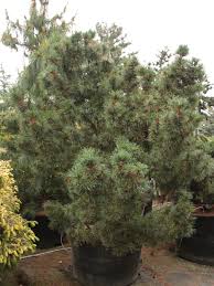 Attēlu rezultāti vaicājumam “Pinus pumila”