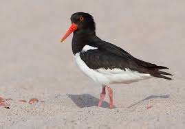 Attēlu rezultāti vaicājumam “Haematopus ostralegus adult”