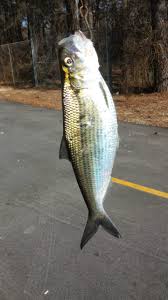 Image result for Alosa mediocris