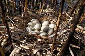 Attēlu rezultāti vaicājumam “Fulica atra eggs”