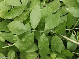 Attēlu rezultāti vaicājumam “Sambucus nigra leaf”