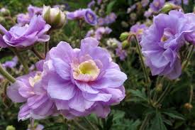 Image result for Geranium `Summer Skies`