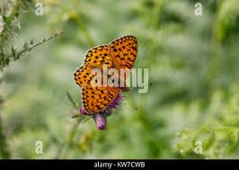 Attēlu rezultāti vaicājumam “Argynnis aglaja underside”