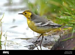 Attēlu rezultāti vaicājumam “Motacilla citreola”