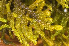 Attēlu rezultāti vaicājumam “Palustriella commutata”