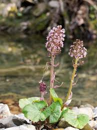 Attēlu rezultāti vaicājumam “Petasites hybridus”