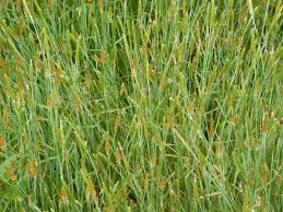 Attēlu rezultāti vaicājumam “Alopecurus aequalis”