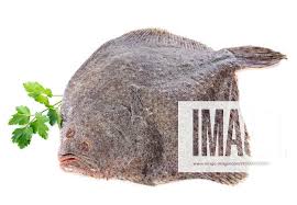 Image result for Scophthalmus maximus