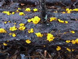 Attēlu rezultāti vaicājumam “Dianema nivale macro”