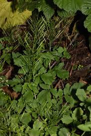 Attēlu rezultāti vaicājumam “Cardamine amara leaf”