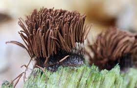 Attēlu rezultāti vaicājumam “Stemonitis axifera”